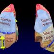 lung-pulmonary-segment-anatomy-3d-model-blend-26.jpg Lung Pulmonary segment anatomy 3D model