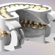 4.jpg 3D Dental Jaws Replica with Detachable Teeth