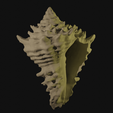 shell.blend10380.png Shell