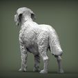 Irish-red-setter4.jpg Irish red setter 3D print model