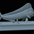 mahi-mahi-mouth-statue-30.png fish mahi mahi / common dolphin fish open mouth statue detailed texture for 3d printing