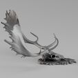 Render_01_030016.jpg 001731 Fallow Deer Skull – Raw 3D Scan