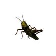 wq.jpg DOWNLOAD Grasshopper 3D MODEL - ANIMATED - INSECT Raptor Linheraptor MICRO BEE FLYING - POKÉMON - DRAGON - Grasshopper - OBJ - FBX - 3D PRINTING - 3D PROJECT - GAME READY-3DSMAX-C4D-MAYA-BLENDER-UNITY-UNREAL - DINOSAUR -