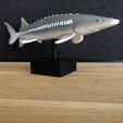 Sturgeon-stl-3d-print-2.jpg White Sturgeon on (optional) pedestal