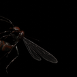 TT1B.png ANT - DOWNLOAD ANT 3d Model - animated for Blender-Fbx-Unity-Maya-Unreal-C4d-3ds Max - 3D Printing ANT ANT - INSECT - POKÉMON - BUG - DINOSAUR - DRAGON - BEE