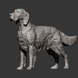 English-Setter8.jpg 3D-Datei English Setter 3D-Druckmodell・Modell zum Herunterladen und 3D-Drucken