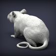 rat3.jpg Rat 3D print model