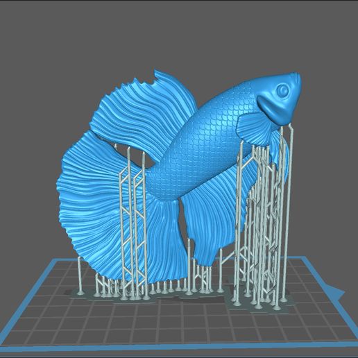 z4171493528910_232d6c436bc116a71e7114b91b367f16.jpg Betta fish - Ready for 3D print