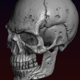 13.png Skull detailed