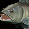 zander-trophy-23.png zander / pikeperch / Sander lucioperca fish in motion trophy statue detailed texture for 3d printing