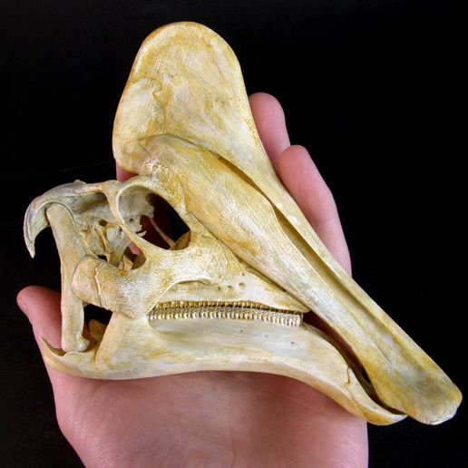 Amuro02.jpg Fichier STL Amurosaurus : Crâne de dinosaure・Design imprimable en 3D à télécharger, LordTrilobite