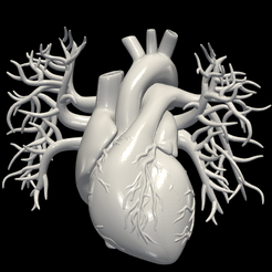 2.png Modèle 3D du cœur avec les vaisseaux