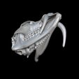 bandicam-2026-02-08-13-51-41-015.jpg CHINESE WATER DEER SKULL