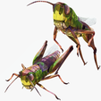 portada.png DOWNLOAD Grasshopper 3D MODEL - ANIMATED - INSECT Raptor Linheraptor MICRO BEE FLYING - POKÉMON - DRAGON - Grasshopper - OBJ - FBX - 3D PRINTING - 3D PROJECT - GAME READY-3DSMAX-C4D-MAYA-BLENDER-UNITY-UNREAL - DINOSAUR -