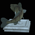 zander-open-mouth-tocenej-12.png fish zander / pikeperch / Sander lucioperca trophy statue detailed texture for 3d printing