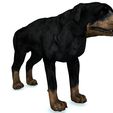 00.jpg DOG DOG - DOWNLOAD Rottweiler 3d model - animated CANINE PET GUARDIAN WOLF HOUSE HOME GARDEN POLICE - 3D printing DOG DOG DOG