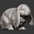 Rabbit5.jpg Rabbit American Fuzzy Fop 3D print model
