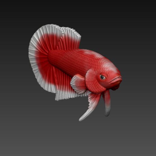 z5494960172127_a7c30c1bcfc242bc05fa184d6d192d57.jpg Betta Fish V3 - Ready For 3D Printing