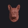french_bulldog_0001.jpg French Bulldog Head