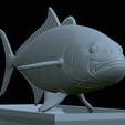 Greater-Amberjack-statue-51.png fish greater amberjack / Seriola dumerili statue detailed texture for 3d printing