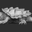 2.jpg Alligator Snapping Turtle