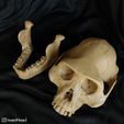 cranio-mandib2.jpg Australopithecus afarensis skull
