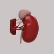 8.png HUMAN KIDNEY SEGMENTATION