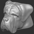 15.jpg English Mastiff head for 3D printing