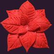 IMG_20201112_083826.jpg Christmas flower, Federal Star