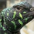 uromastyx-black-green.jpg Uromastyx Lizard Skull