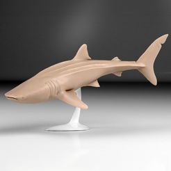 wahleshark-render-copy.jpg Accurate and detailed whale shark