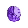 brain obj.obj 3D Model of Brain - section