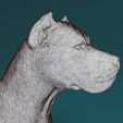 wfr-argentino.jpg Argentino Dogo