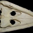 ventral.jpg Crocodylus moreletii, Morelet's Crocodile skull