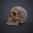 Human_Skull_Render_3Demon.649.jpg Anatomically Correct Human Skull - Homo Sapiens Sapiens