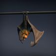 Flying_fox_1.jpg Renard volant - Chauve-souris frugivore