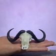 buffalo_1.jpeg Mini bêtes crâne de buffle africain
