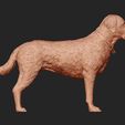 09.jpg Labrador Retriever model 3D print model