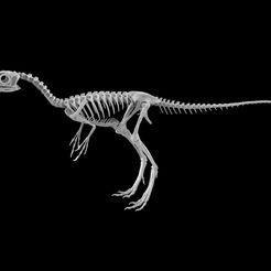 untitled.29.jpg Compsognathus dinosaur skeleton