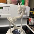 dragon-stand.jpg mafsallı ejderha teşhir standı