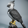 Harrpy-4.png Harpy Eagle