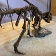 4AF8FDCC-A7CC-454F-8D05-FAC7CD6D575C.jpeg Lifesized Psittacosaurus skeleton