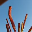 20230114_164133.jpg make a drosera capesis carnivorous plat