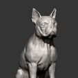 boston-terrier9.jpg boston terrier 3D print model