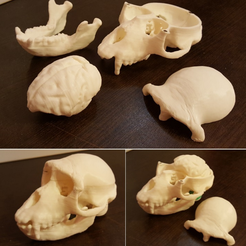 Capture_d_e_cran_2016-07-29_a__09.57.27.png Archivo STL gratis Mono cráneo y cerebro・Diseño por impresión en 3D para descargar