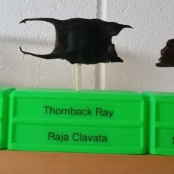 20230927_232608.jpg Fichier 3MF gratuit Présentoir d'œufs de requin/rayon・Objet pour impression 3D à télécharger