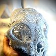 preview2.jpg Filigree Anatomical Bobcat Skull