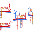 Nephron_Color.png Kidney Nephron Structure Anatomy