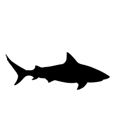 IMG-3651.png Shark silhouette