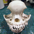 10.png Pug skull